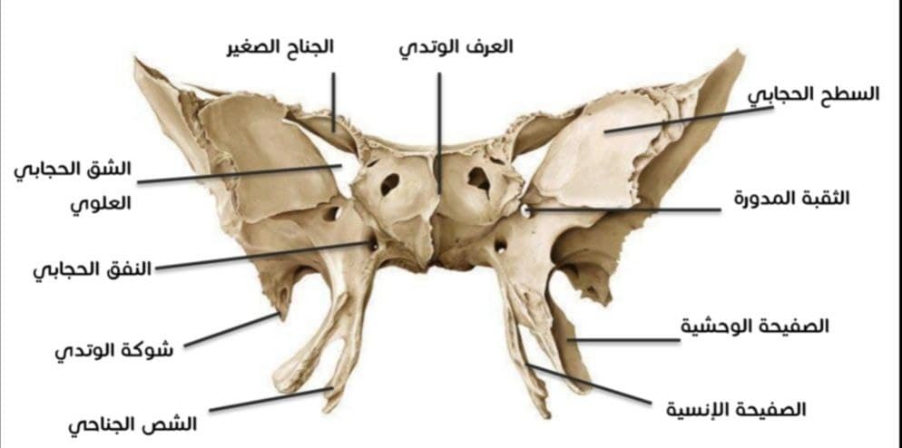 يوجد الناتئ الأبري بالعظم الصدغي
