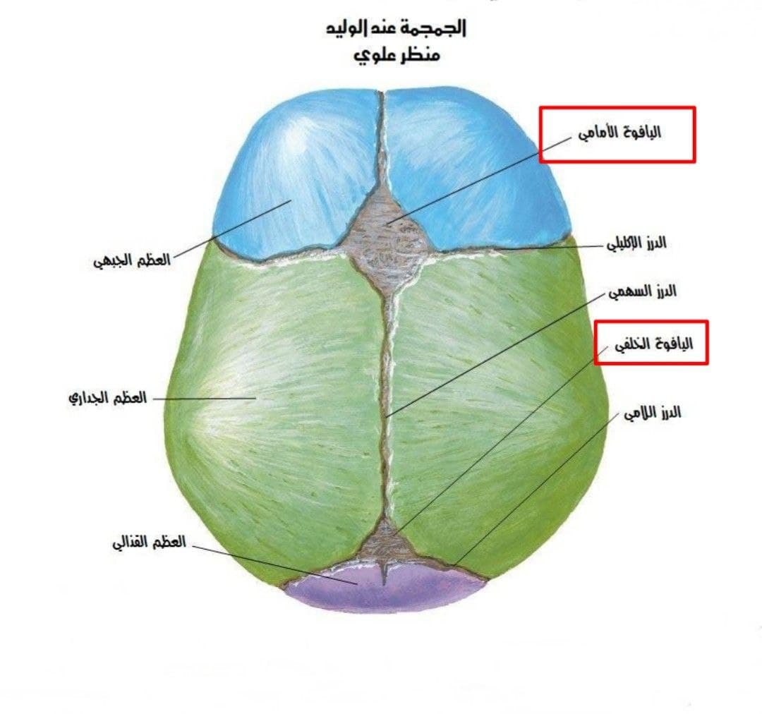 في جمجمة الوليد عظام قبو القحف لا تكون مترابطة بإحكام عند الدروز كما هو الحال عند الكهل بل تنفصل عن بعضها بفواصل غير متعظمة تدعى اليوافيخ

ويعد اليافوخ الأمامي و اليافوخ الخلفي في غاية الأهمية عند الفحص السريري ويمكن فحصهما بسهولة على الخط المتوسط للقبو
