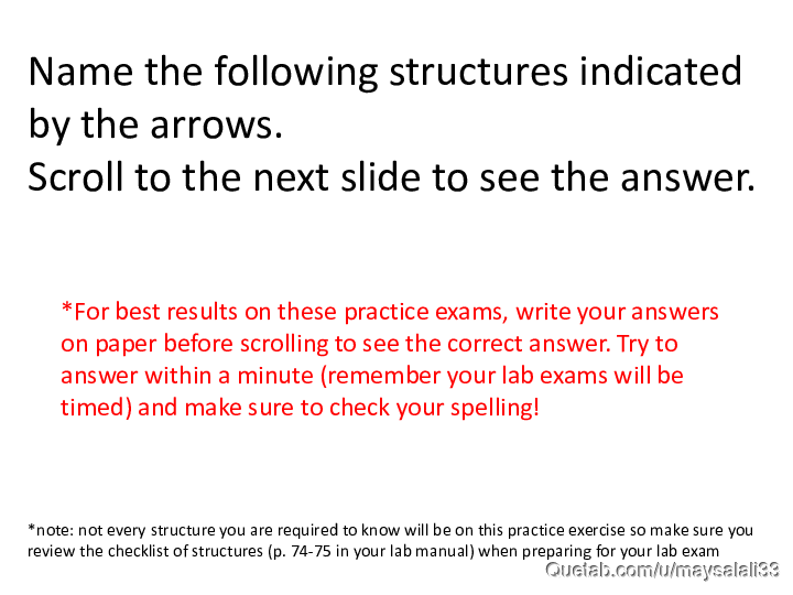 Bone Practice Exam