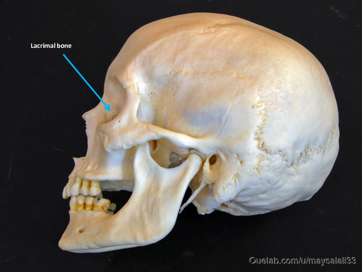 Bone Practice Exam