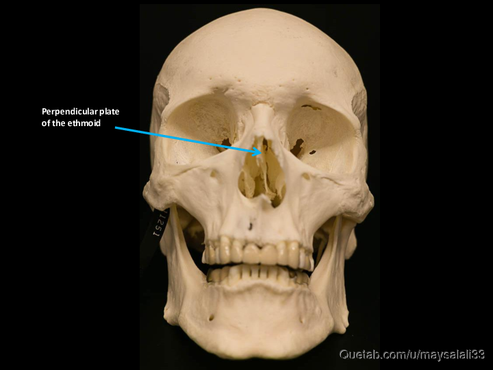 Bone Practice Exam