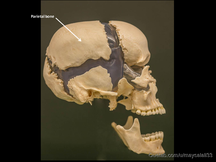 Bone Practice Exam