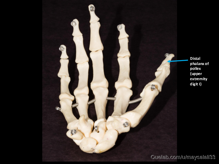 Bone Practice Exam