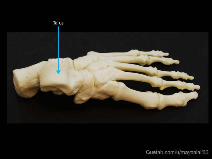 Bone Practice Exam