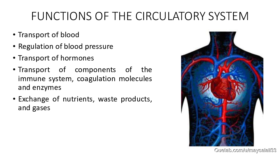 HISTOLOGY OF THE CVS