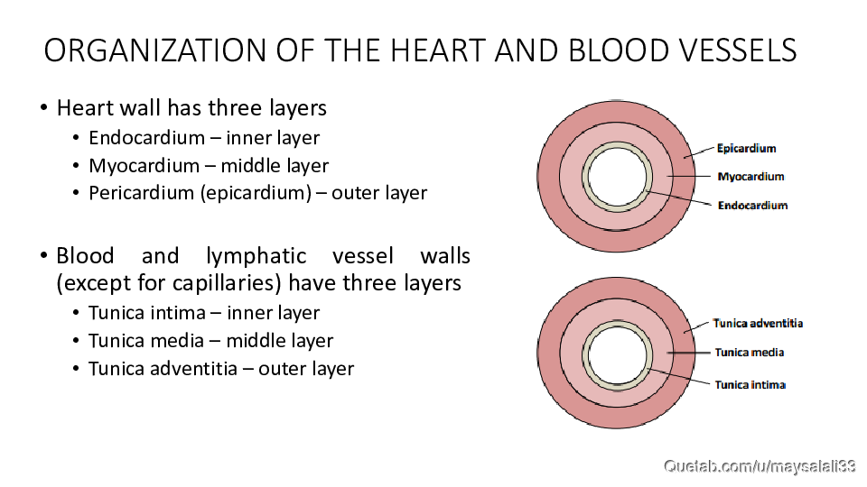 HISTOLOGY OF THE CVS