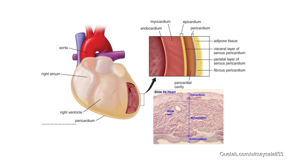 HISTOLOGY OF THE CVS