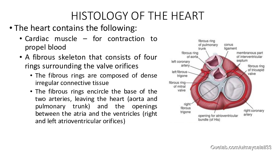 HISTOLOGY OF THE CVS