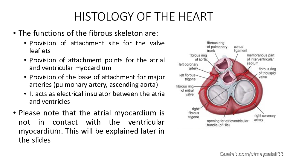 HISTOLOGY OF THE CVS