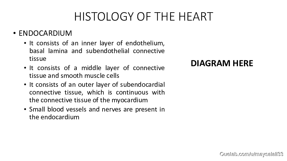 HISTOLOGY OF THE CVS