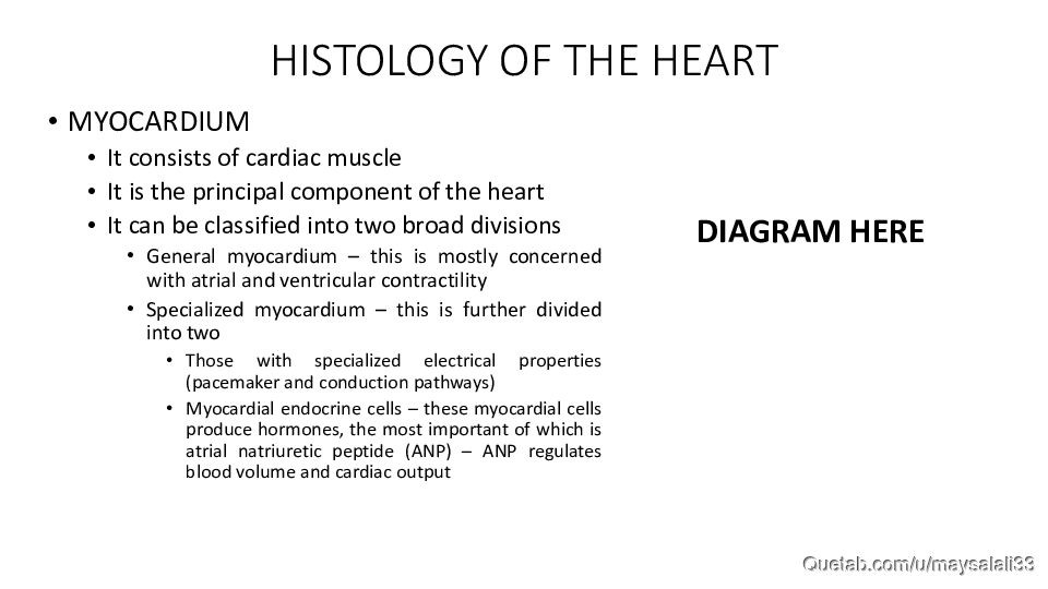 HISTOLOGY OF THE CVS