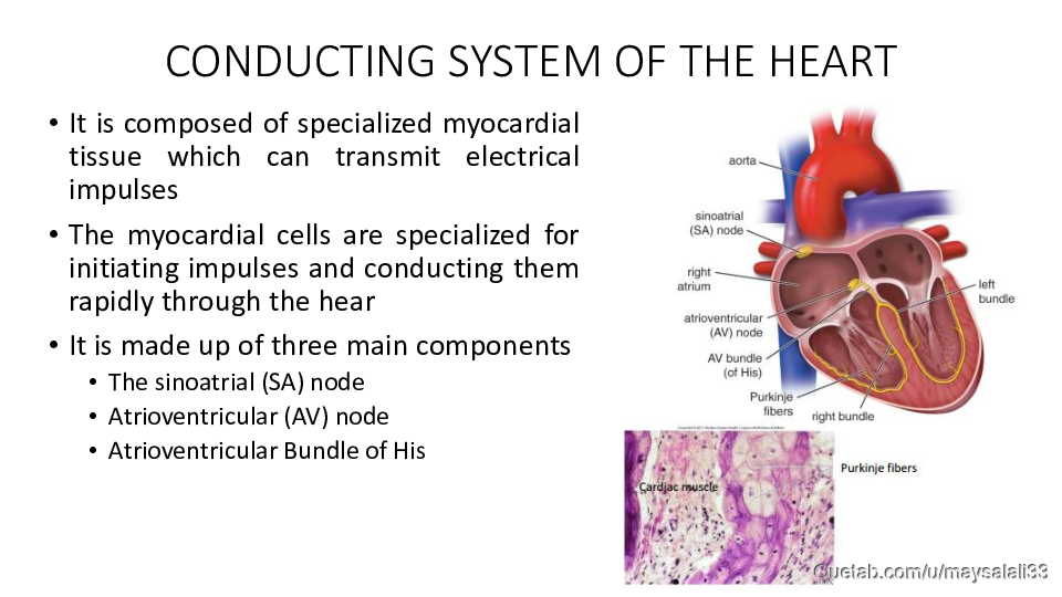 HISTOLOGY OF THE CVS