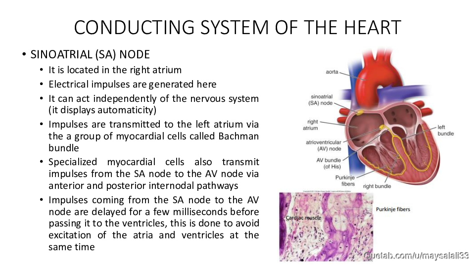 HISTOLOGY OF THE CVS