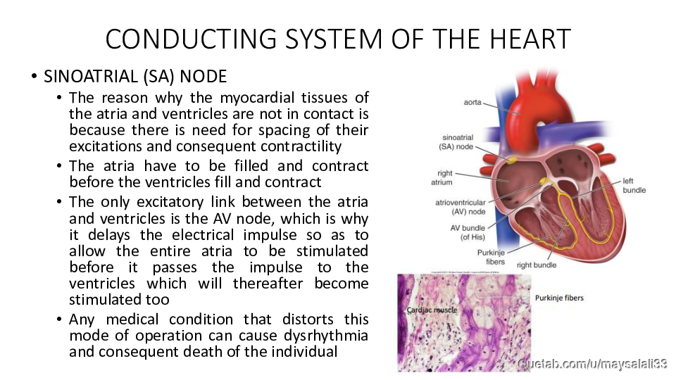 HISTOLOGY OF THE CVS