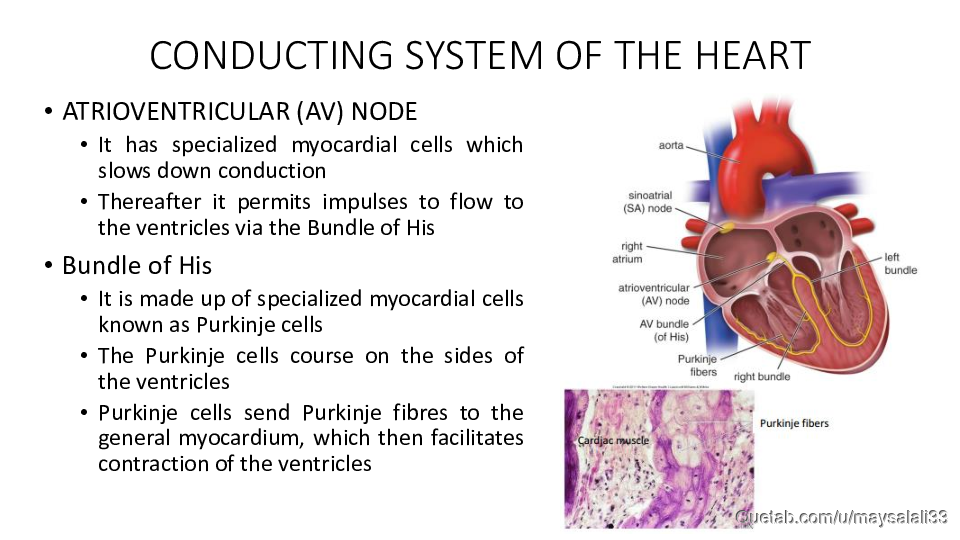 HISTOLOGY OF THE CVS