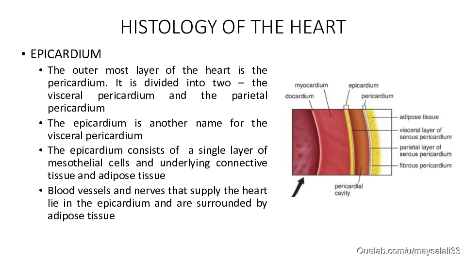 HISTOLOGY OF THE CVS