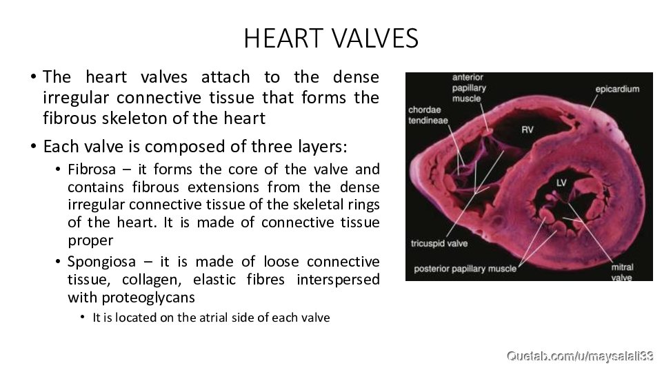 HISTOLOGY OF THE CVS