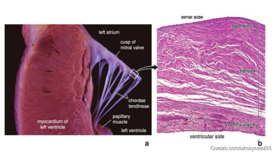 HISTOLOGY OF THE CVS