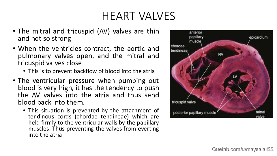 HISTOLOGY OF THE CVS