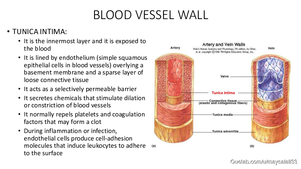 HISTOLOGY OF THE CVS