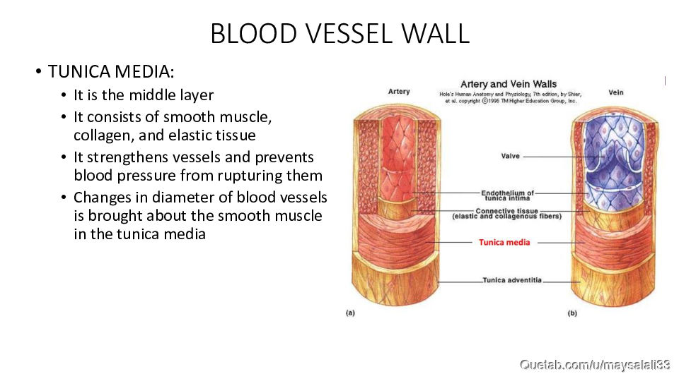 HISTOLOGY OF THE CVS