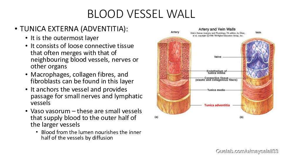 HISTOLOGY OF THE CVS