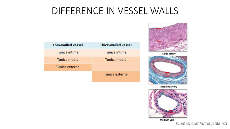 HISTOLOGY OF THE CVS