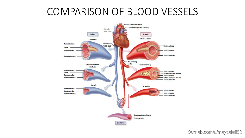 HISTOLOGY OF THE CVS