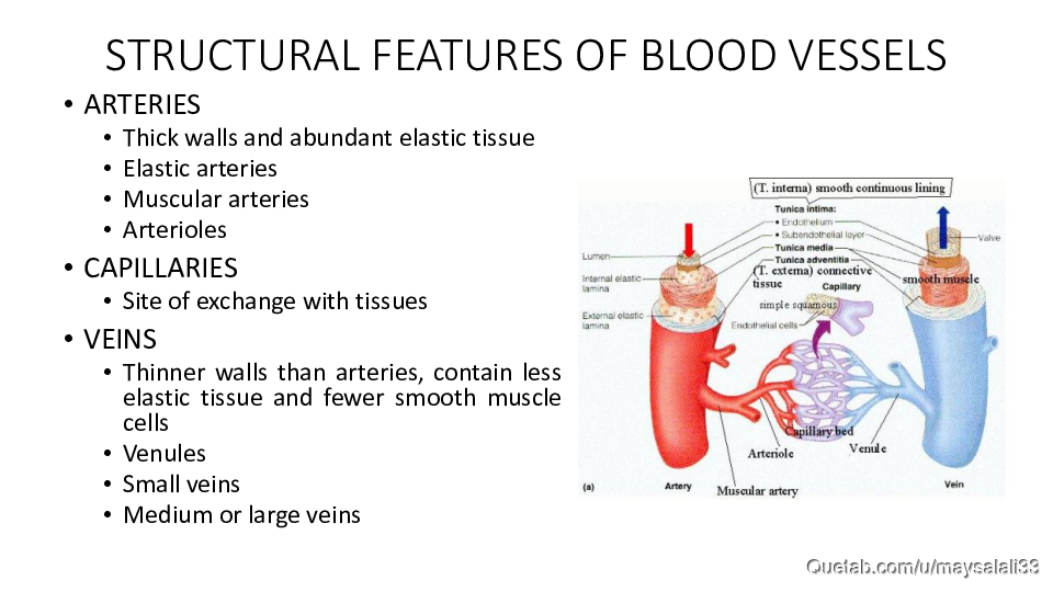 HISTOLOGY OF THE CVS