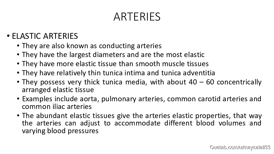 HISTOLOGY OF THE CVS