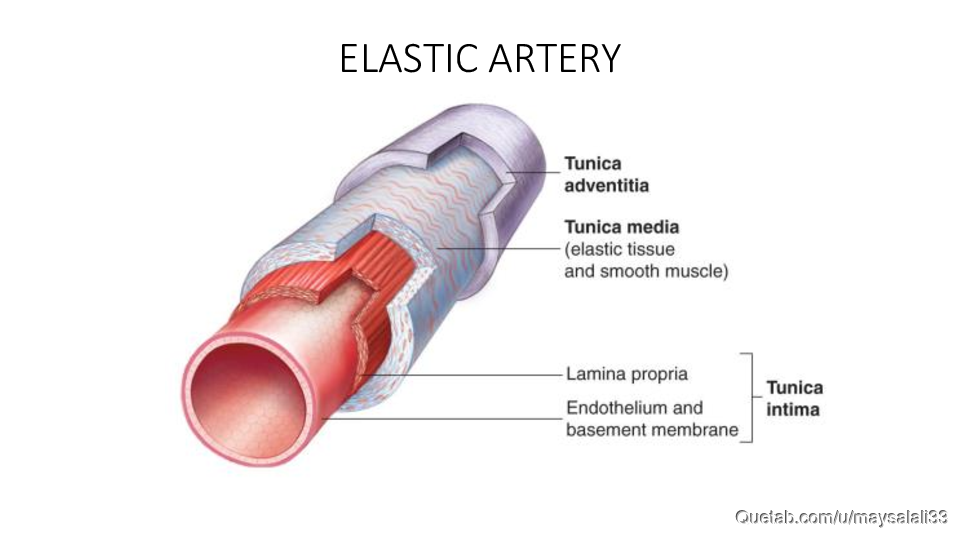 HISTOLOGY OF THE CVS