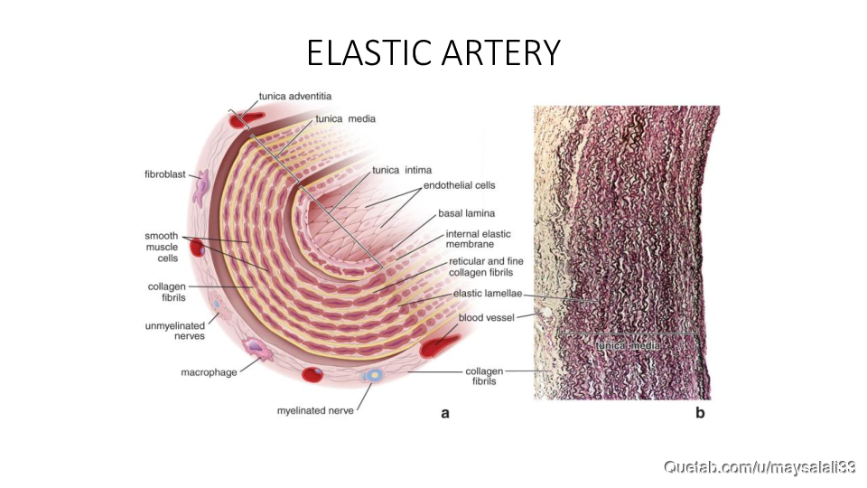 HISTOLOGY OF THE CVS