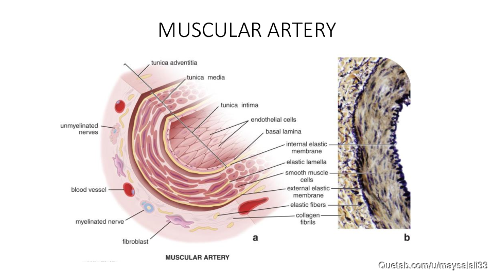 HISTOLOGY OF THE CVS