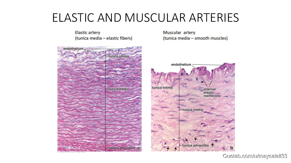 HISTOLOGY OF THE CVS