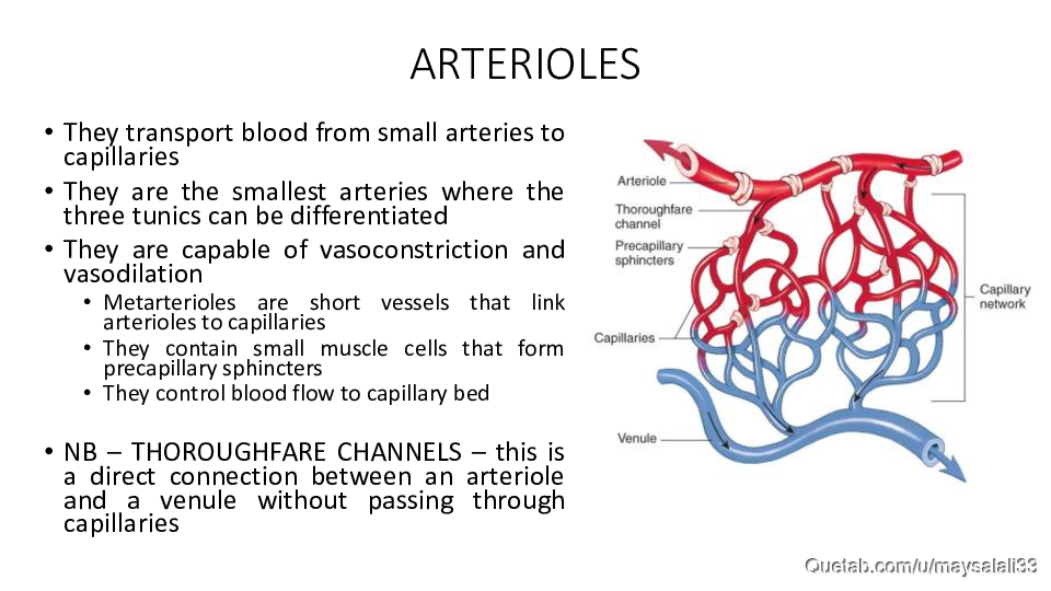 HISTOLOGY OF THE CVS