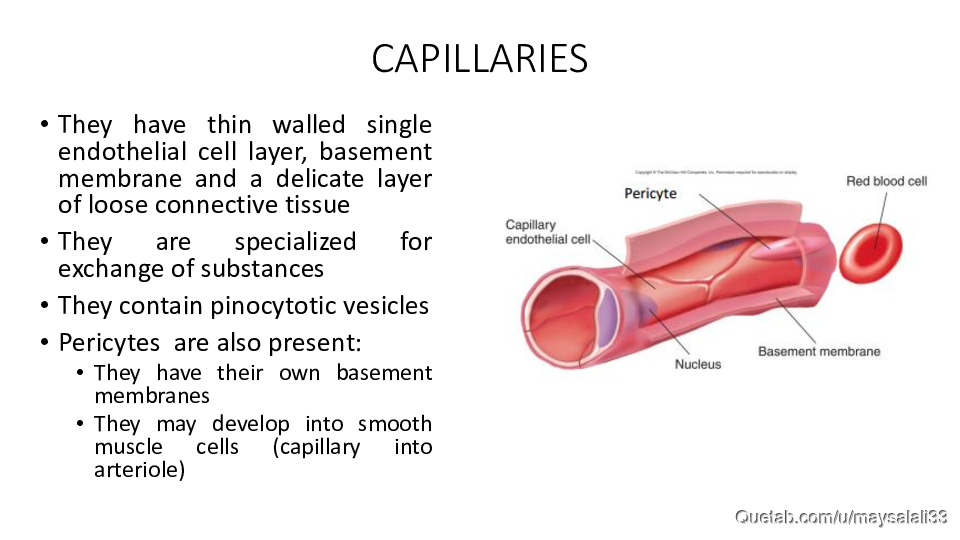 HISTOLOGY OF THE CVS