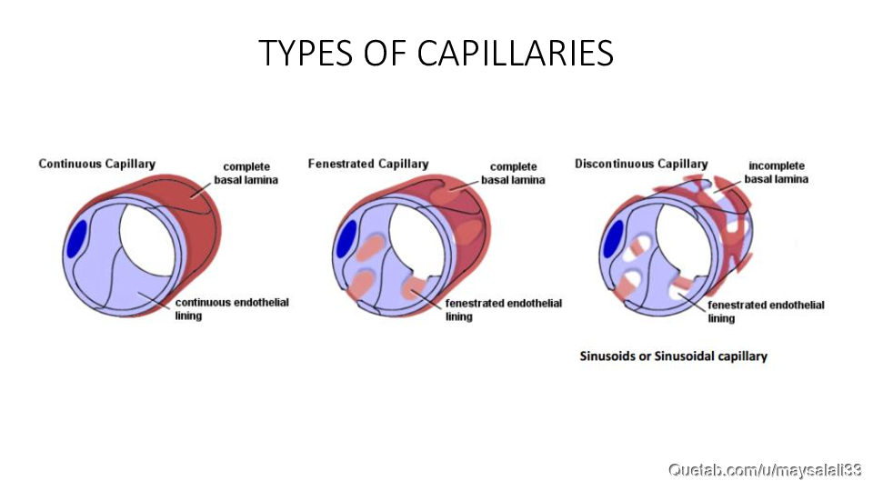 HISTOLOGY OF THE CVS