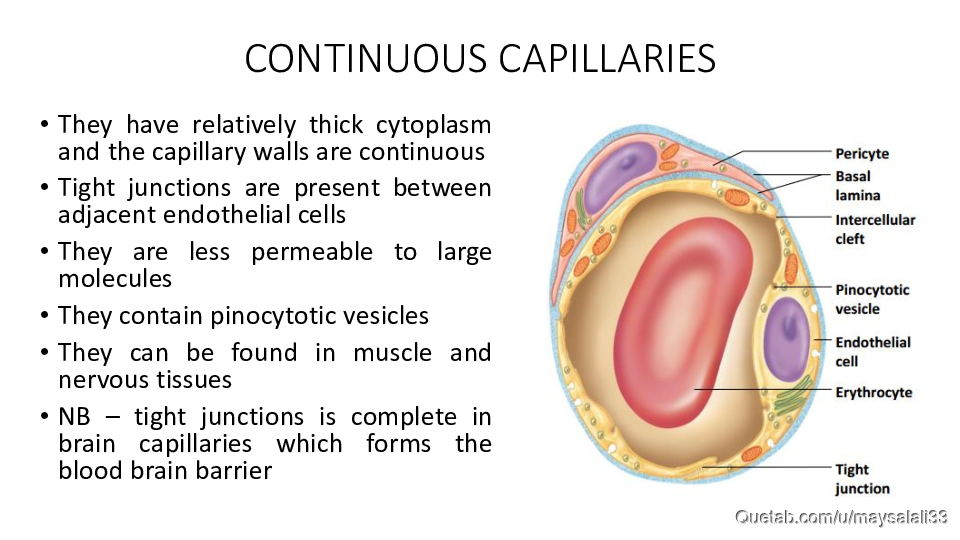 HISTOLOGY OF THE CVS