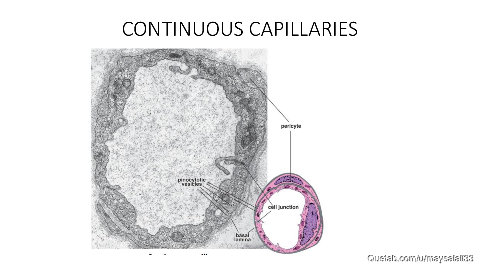 HISTOLOGY OF THE CVS