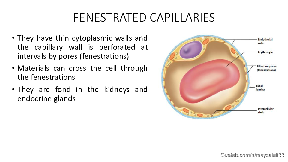 HISTOLOGY OF THE CVS