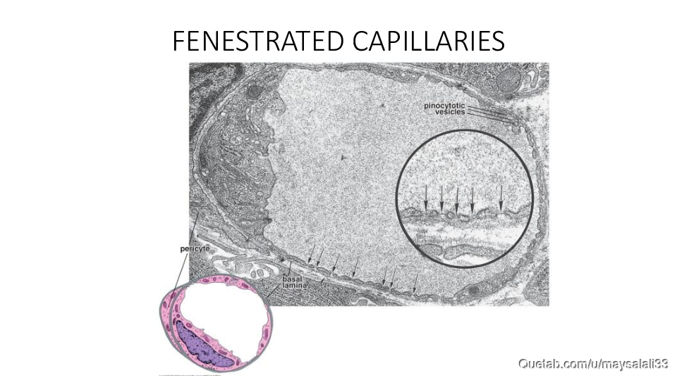 HISTOLOGY OF THE CVS