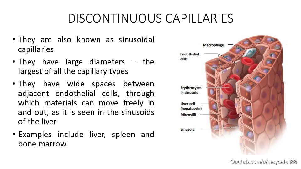 HISTOLOGY OF THE CVS