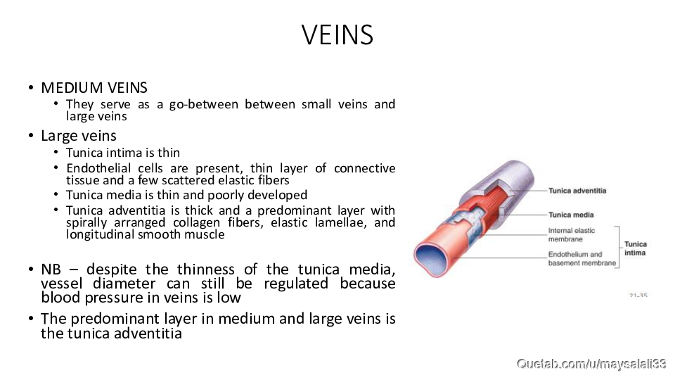 HISTOLOGY OF THE CVS