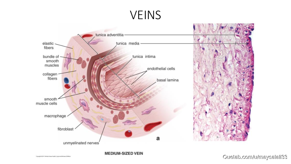 HISTOLOGY OF THE CVS