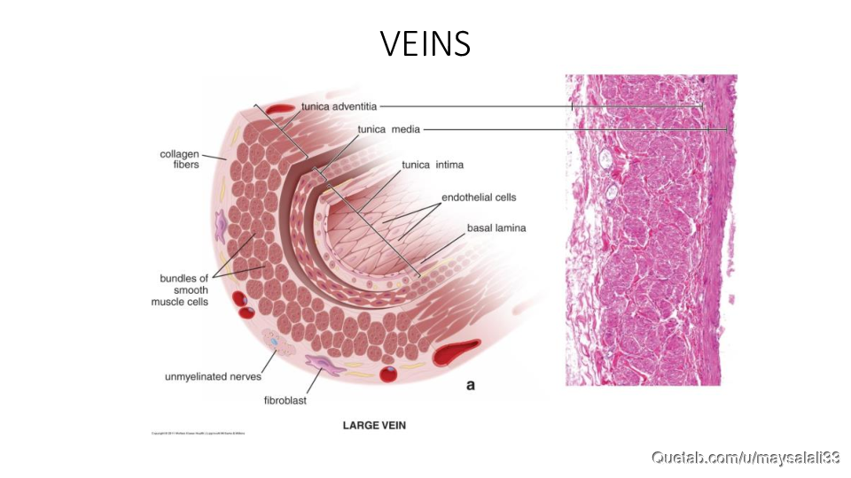 HISTOLOGY OF THE CVS