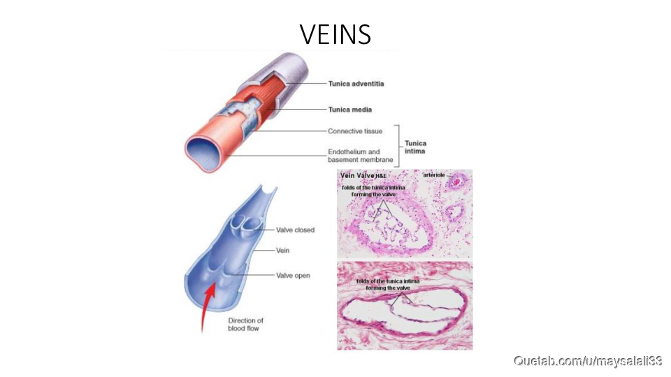 HISTOLOGY OF THE CVS