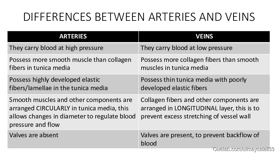 HISTOLOGY OF THE CVS