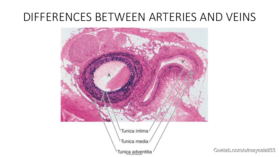 HISTOLOGY OF THE CVS