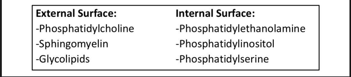 &#45; Phospholipids and unesterified cholesterol are present in nearly equimolar quantities

&#45; Free fatty acids and glycolipids are present in small quantities.


