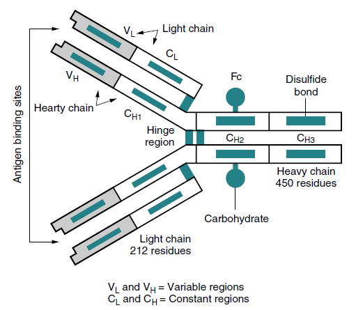 Identify what Antibody is shown